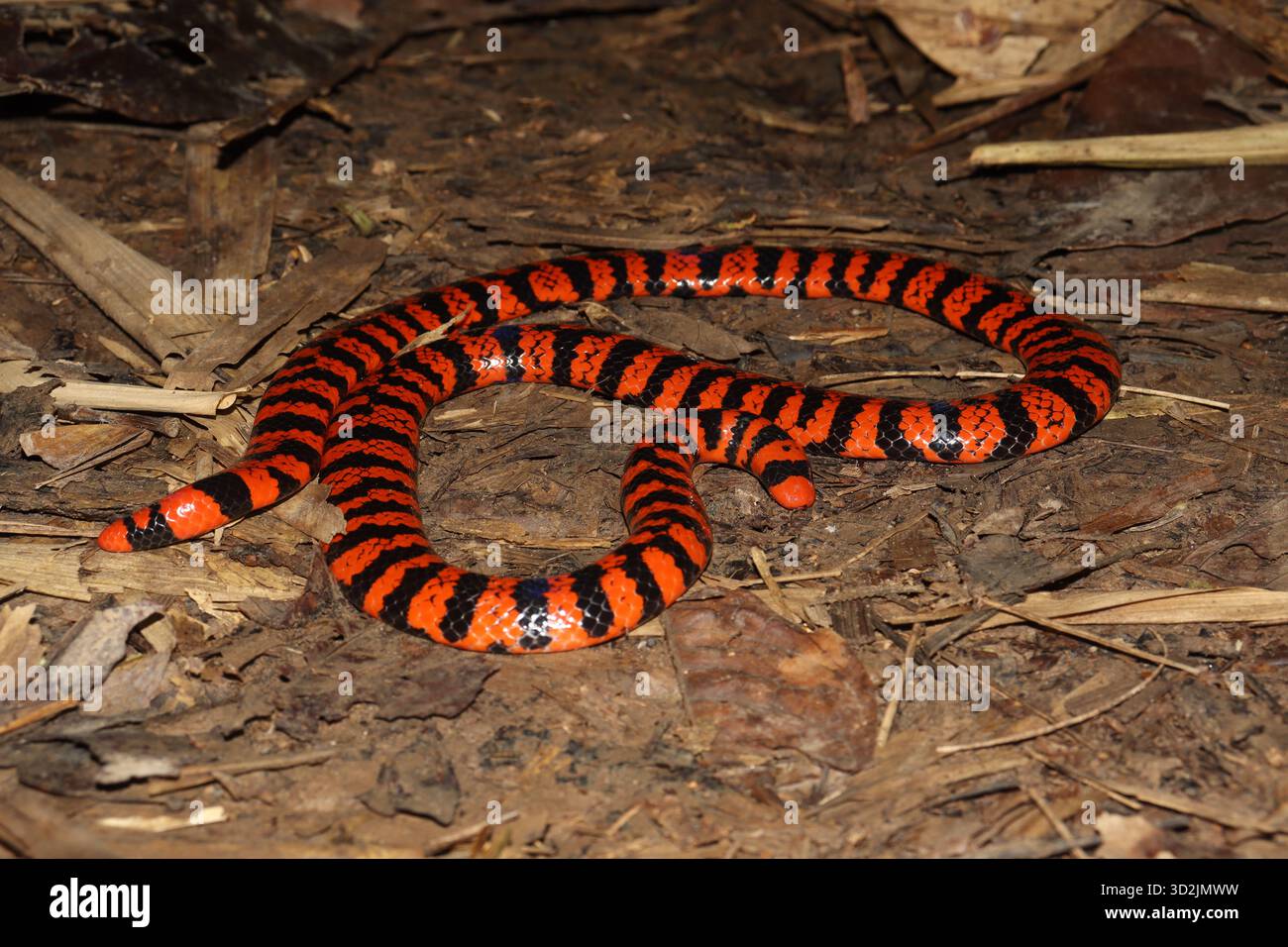 Ganzkörperbild von Anilius scytale (Coral Cylinder Snake, Pipe Snake) in ihrem natürlichen Lebensraum unter Regenwaldstreu. Diese seltene Fossorialart Stockfoto