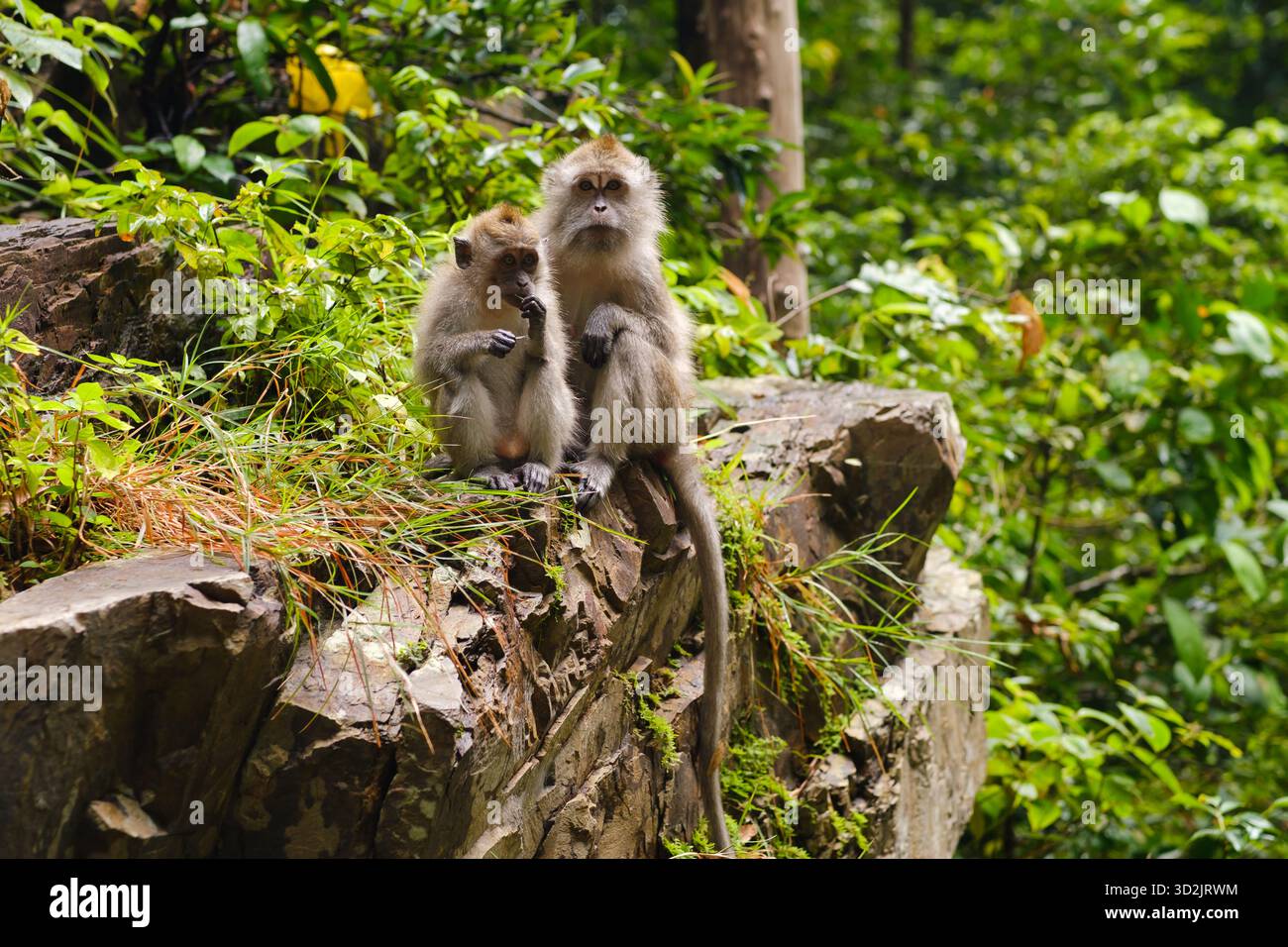Zwei Affen sitzen ruhig auf einem großen Felsen und spielen miteinander in leuchtendem Grün unter hellem Sonnenlicht in einer tropischen Waldlandschaft. Stockfoto