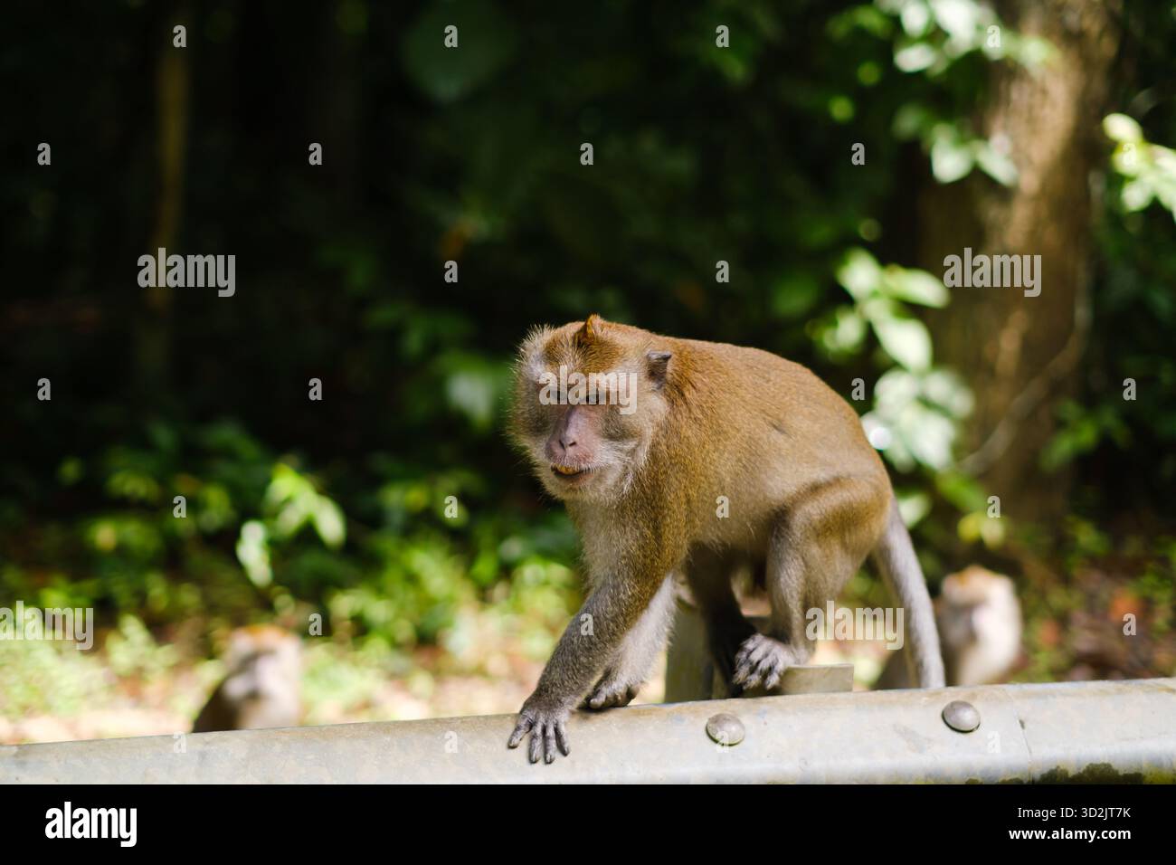 Ein Affe bewegt sich entlang eines Metallgeländes in einem waldreichen Gebiet, umgeben von lebhaftem Grün. Andere Affen sind im Hintergrund zu sehen, was zu Th beiträgt Stockfoto