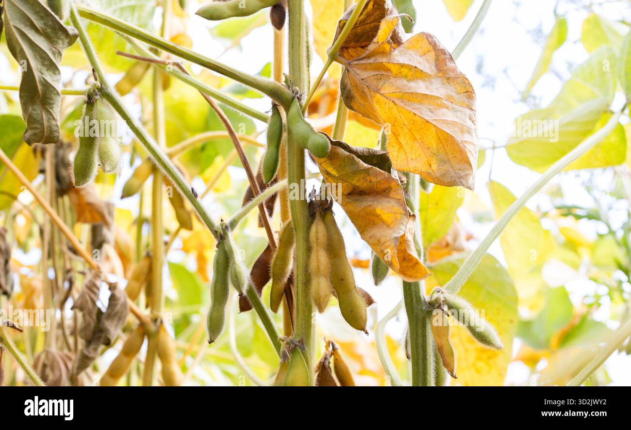 Sonnenlicht, das durch die Blätter kleiner grüner Jungpflanzen von Soja strahlt.AI erzeugtes Bild. Stockfoto