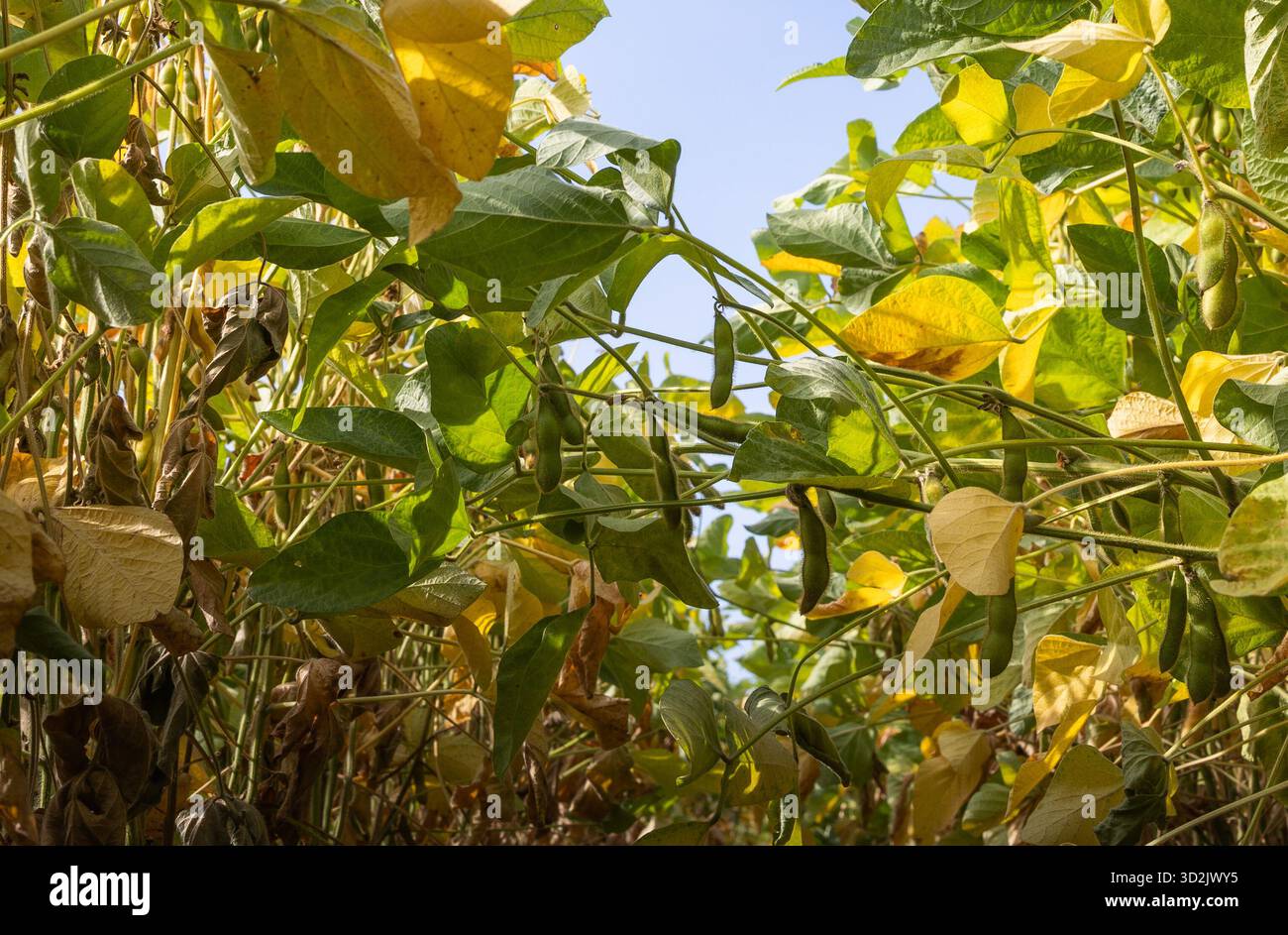 Sonnenlicht, das durch die Blätter kleiner grüner Jungpflanzen von Soja strahlt.AI erzeugtes Bild. Stockfoto