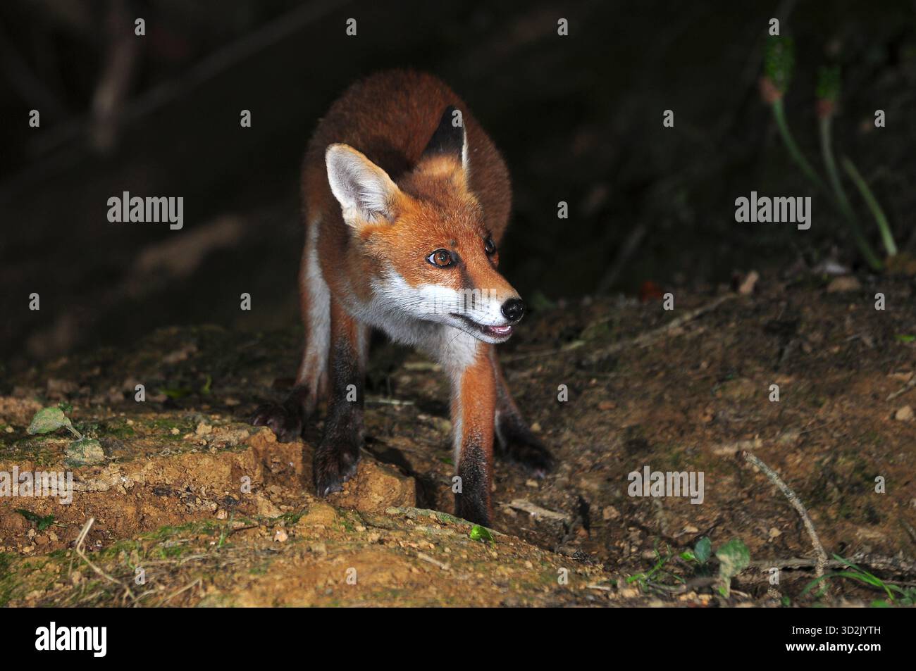 Fox Stockfoto
