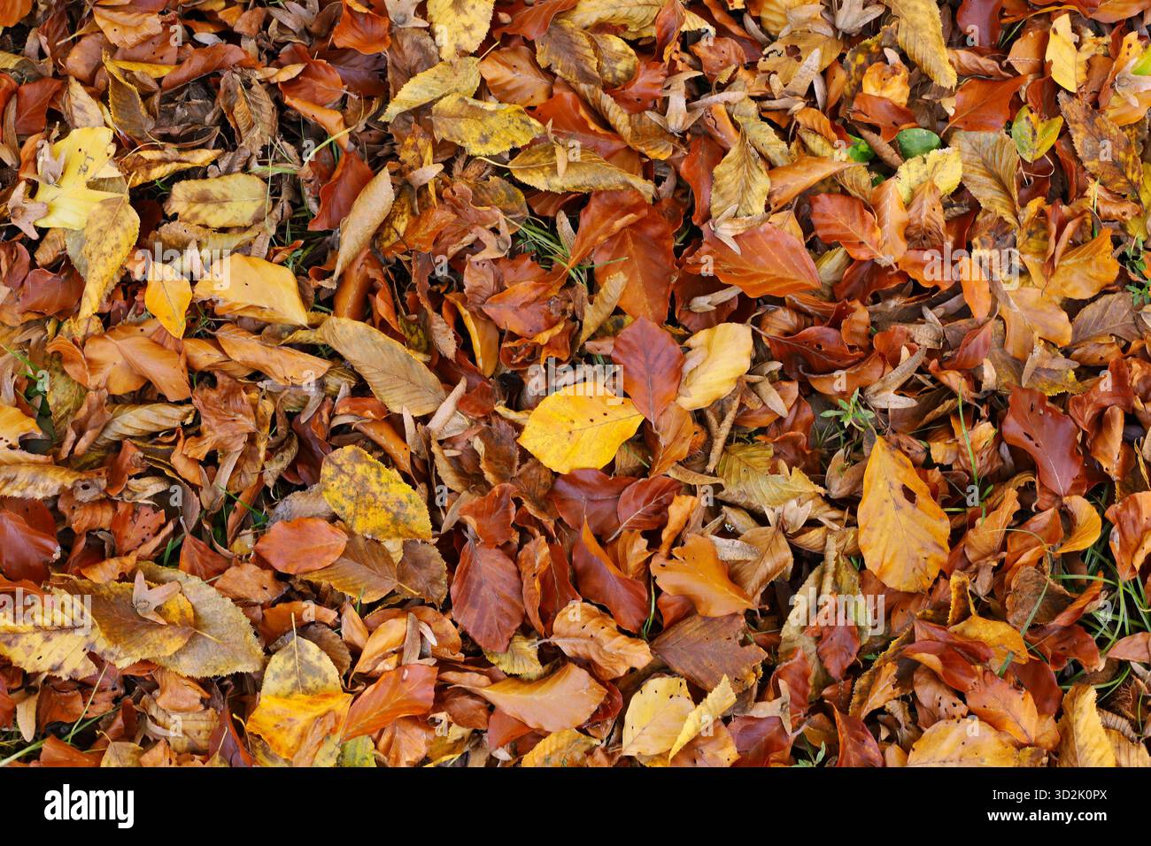 Im Herbst Laub auf dem Boden Stockfoto