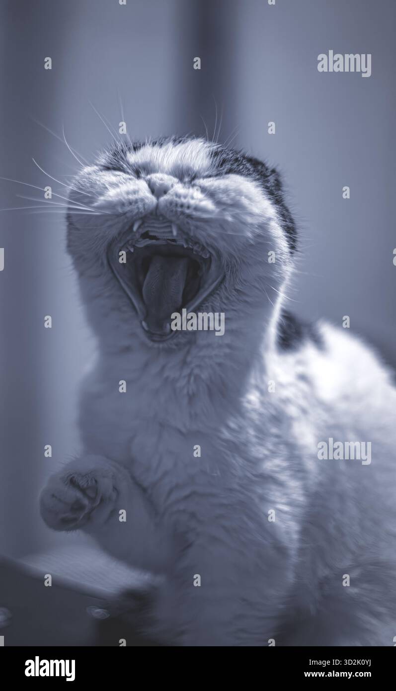 Süße exotische Extremkatze mit kurzem Maul, die ruhig schläft Stockfoto