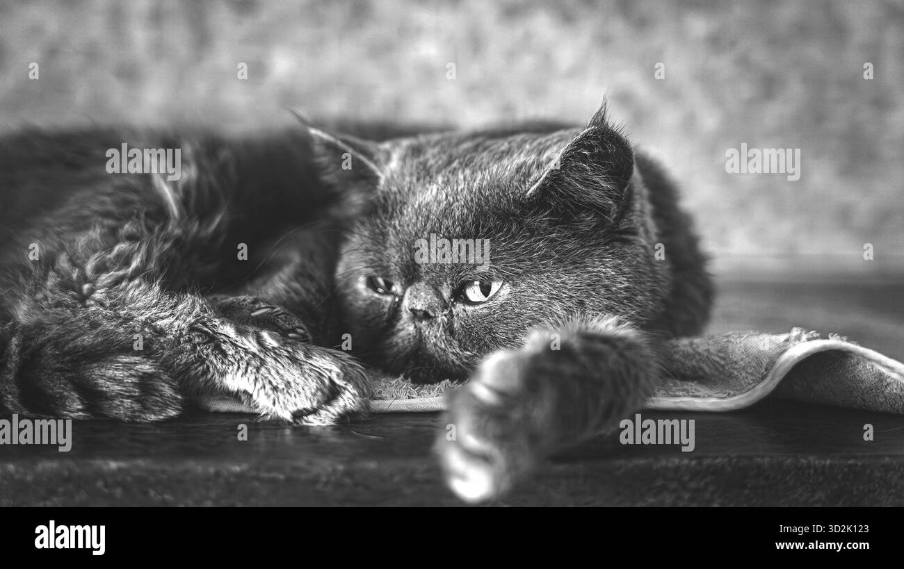 Ruhige Katze, die Ruhe auf einem beigen Sofa in minimalistischer Innenausstattung genießt Stockfoto