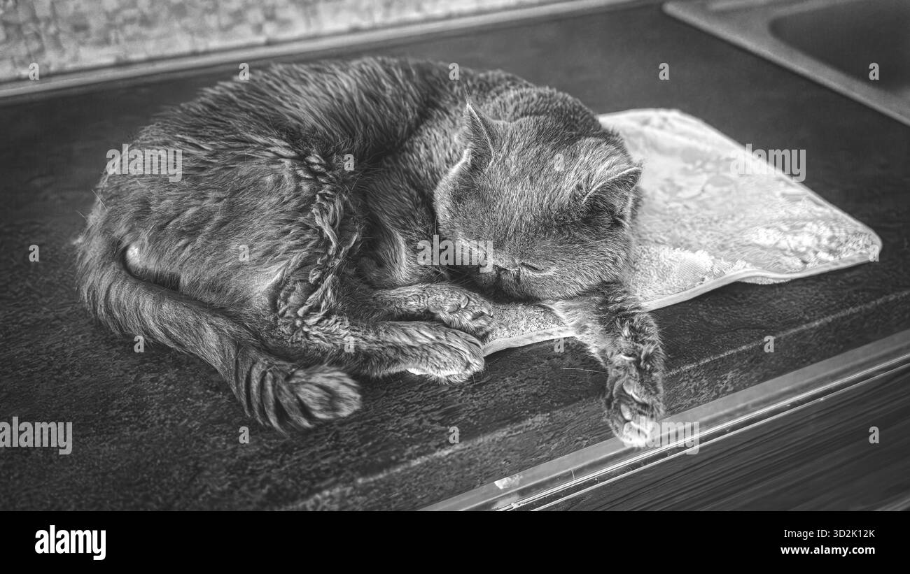 Ruhige reinrassige Katze, die auf einem beigen Sofa liegt, strahlt Komfort und heimische Ruhe aus Stockfoto