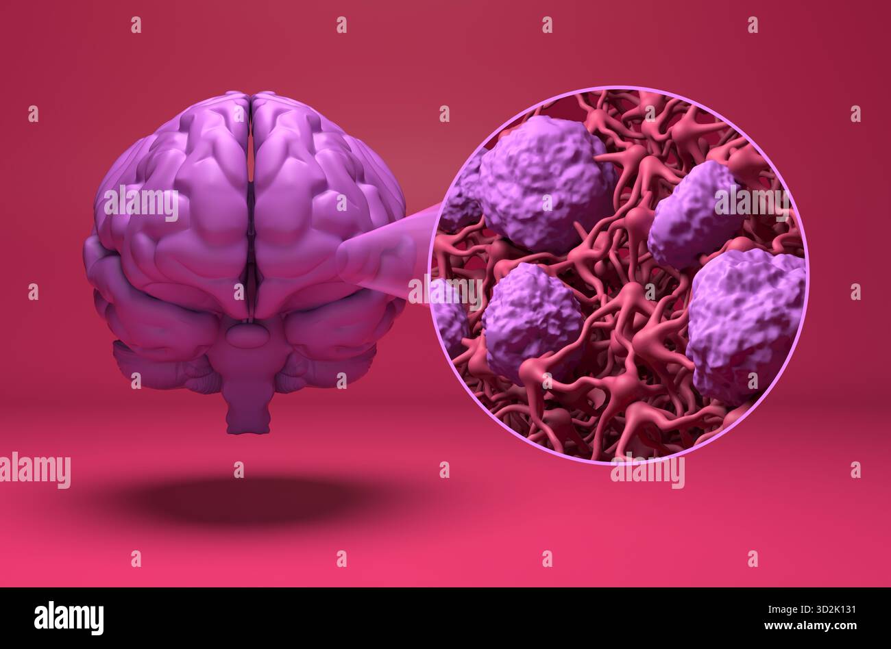 Blut-Hirn-Schranke (BBB) im menschlichen Gehirn - Vorderansicht 3D Abbildung Stockfoto