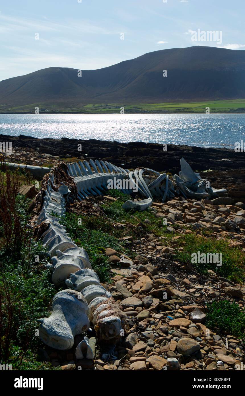 Skelett eines Finnwals an der Küste von Orkney, Schottland Stockfoto