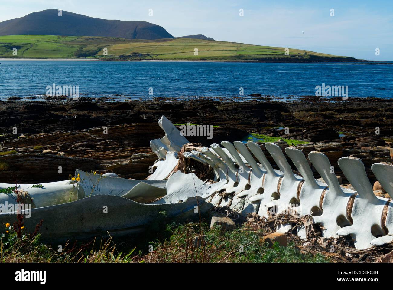 Skelett eines Finnwals an der Küste von Orkney, Schottland Stockfoto