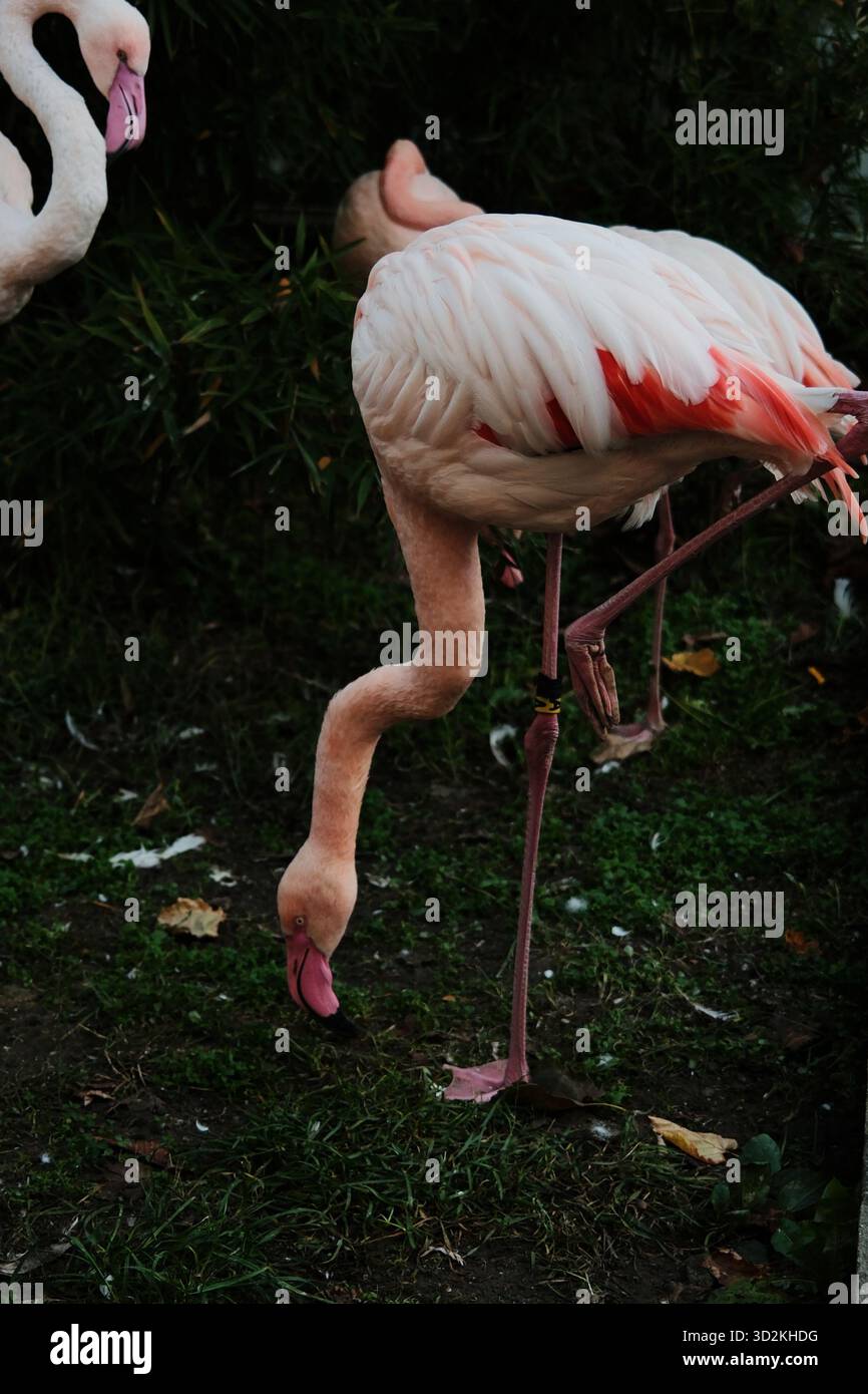 Anmutiger rosafarbener Flamingo, der sich im Belgrader Zoo bändigt, um Gras zu fressen. Natürliche Farben und eleganter tropischer Vogel. Stockfoto