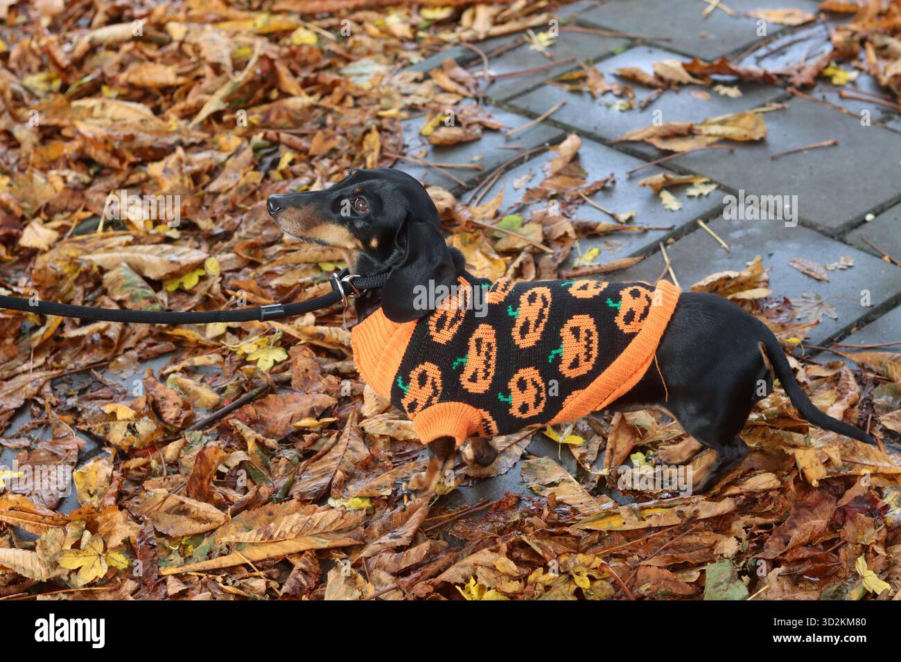 Dackelhund in orangener Jacke spaziert im Herbstpark Stockfoto