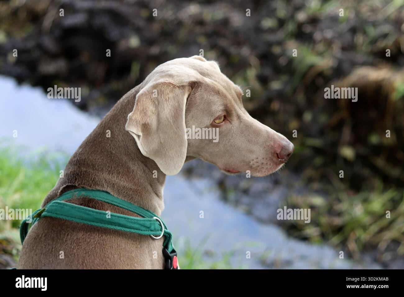 Weimaraner-Welpe in einem grünen Gurtzeug am Flussufer Stockfoto