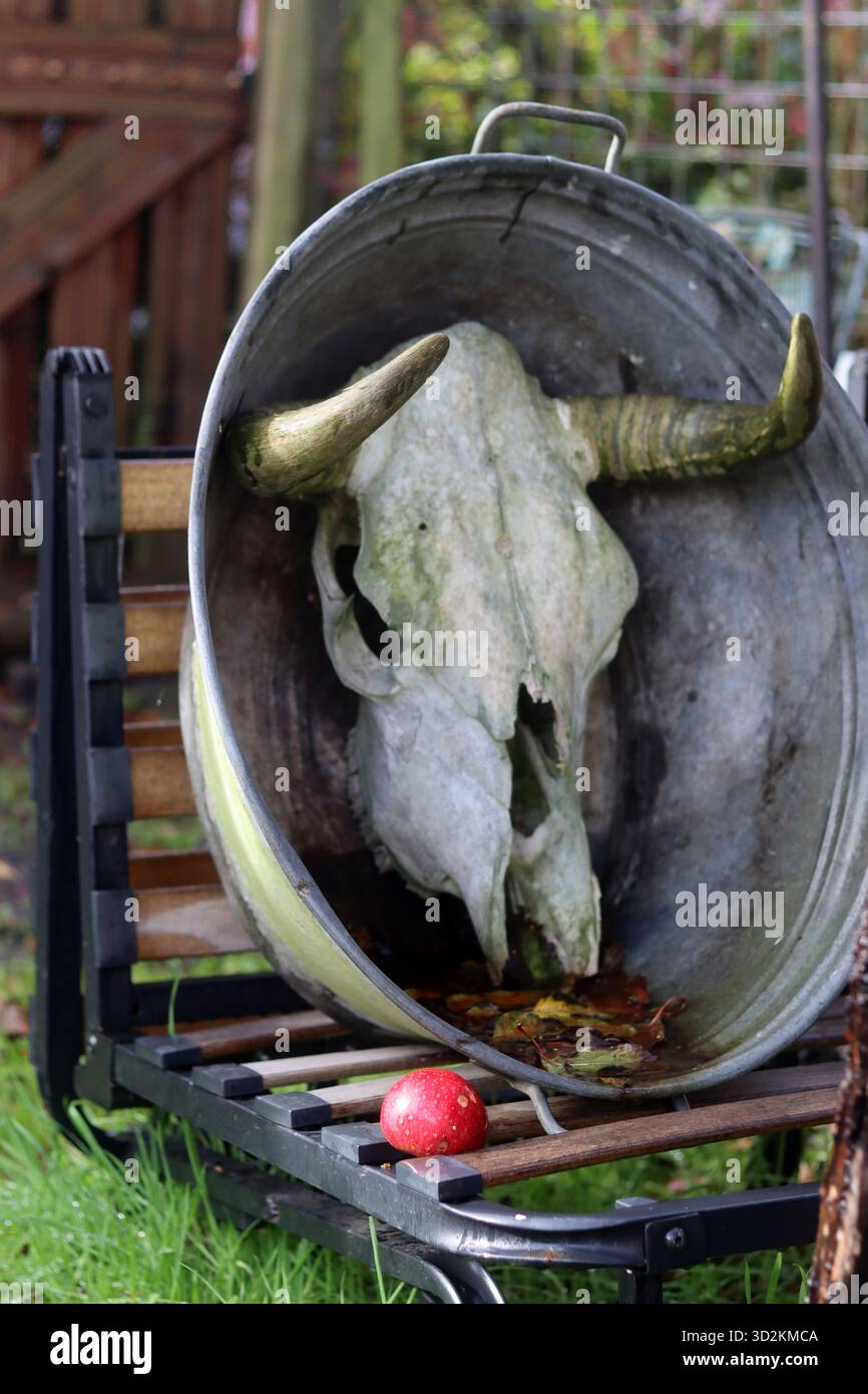 Schädel einer Kuh mit Hörnern auf einem Metalleimer im Garten Stockfoto