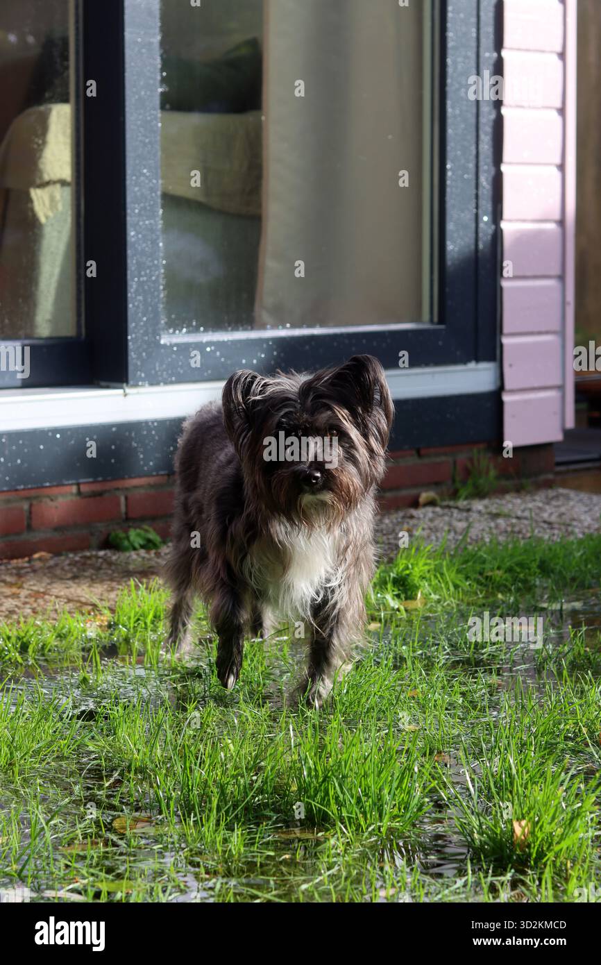 Schwarzer Hund im Wasser auf grünem Gras im Regen. Streunenhund-Konzept. Stockfoto