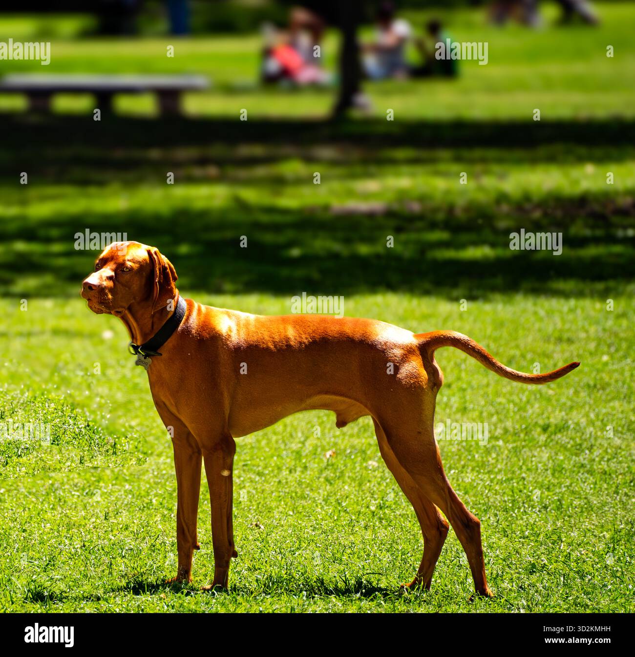 Brauner Hund auf grünem Gras Stockfoto