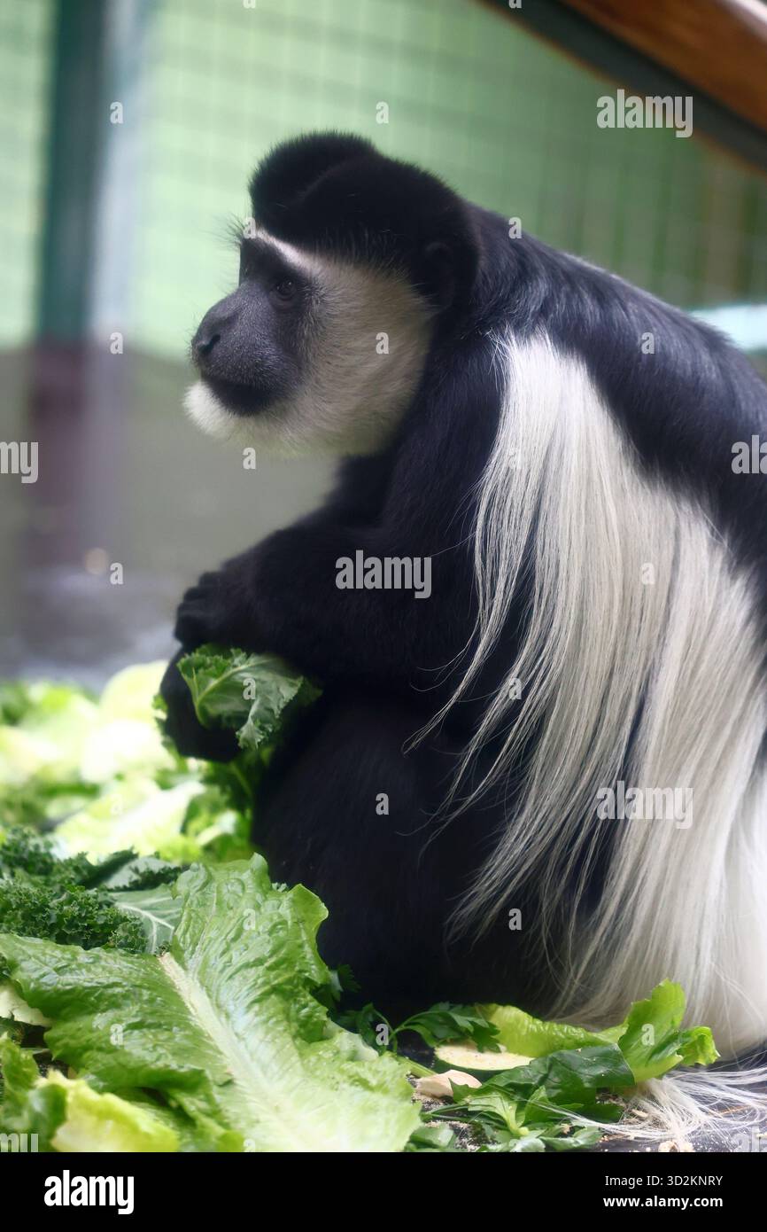 Abessinischer Kolobus-Affe genießt einen frischen grünen Snack Stockfoto
