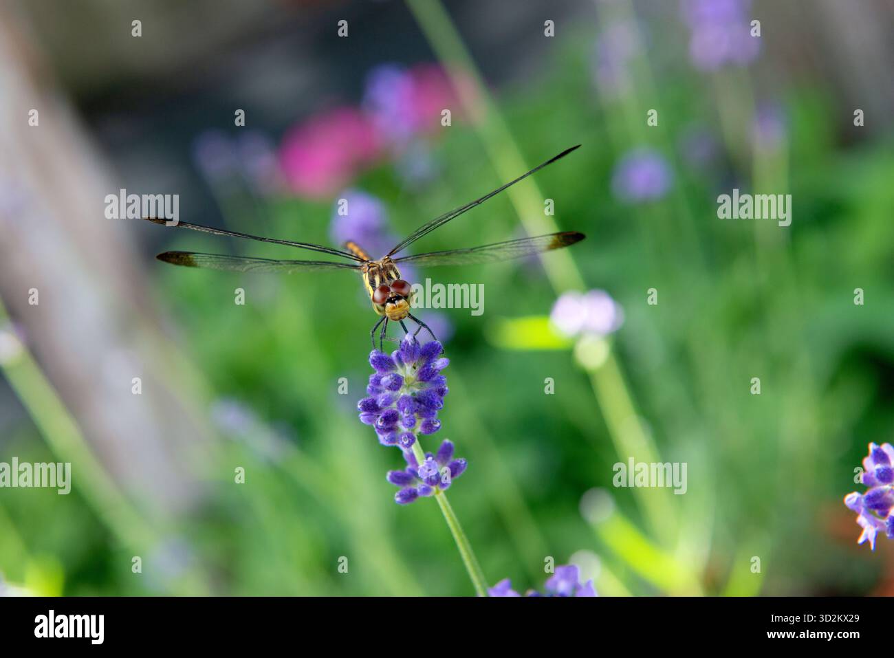 Libelle sitzt im Sommer auf Lavendarpflanze auf der Wiese Stockfoto