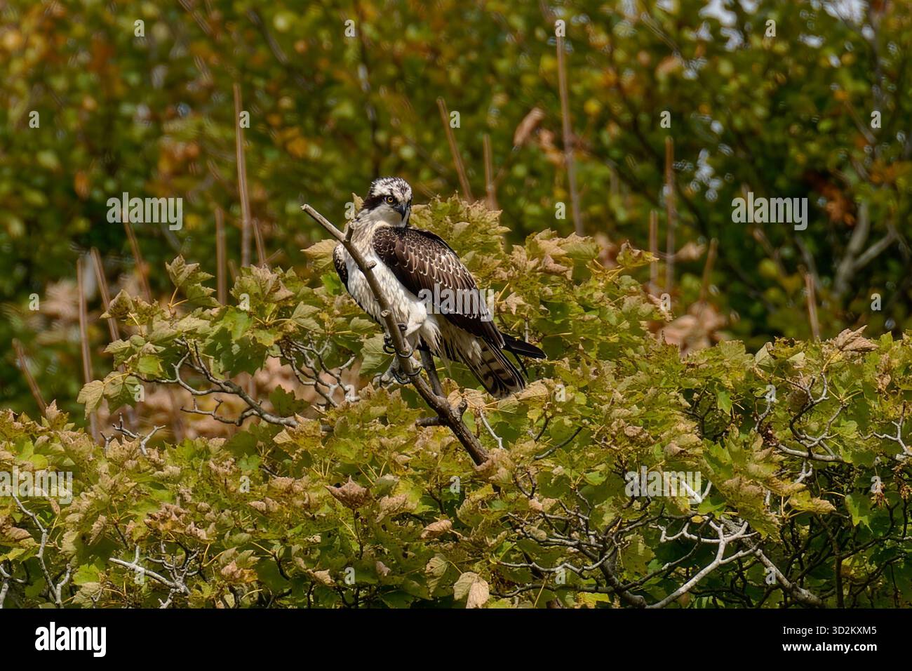 Juveniler männlicher Osprey-Pandion haliaetus auf dem Hochsitz. Stockfoto