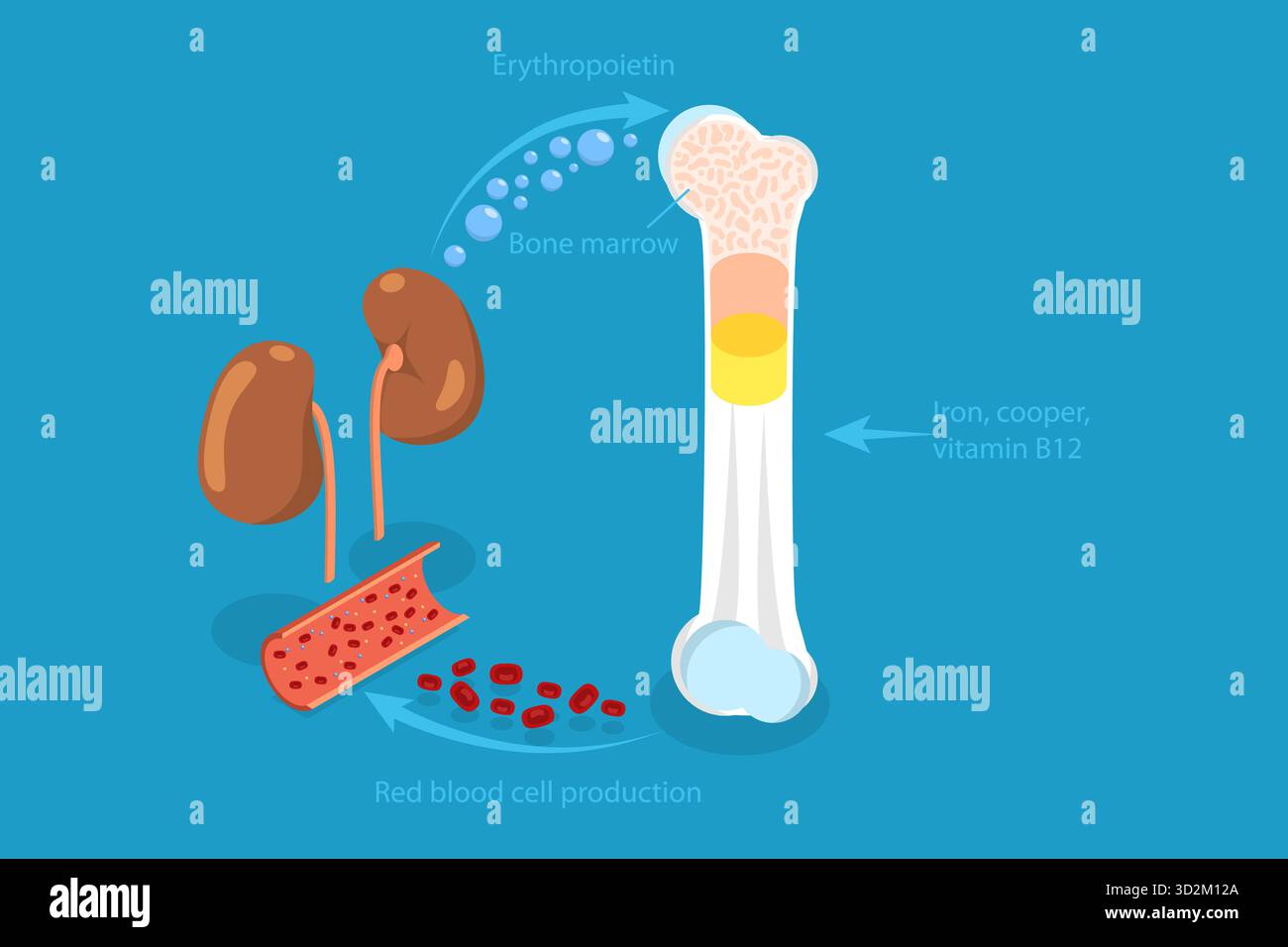 3D Isometrische flache konzeptionelle Darstellung von Erythropoetin, EPO-Produktion aus Niere 3D Isometrische flache konzeptionelle Darstellung von Erythropoetin, EPO-Produktion aus Niere Stockfoto