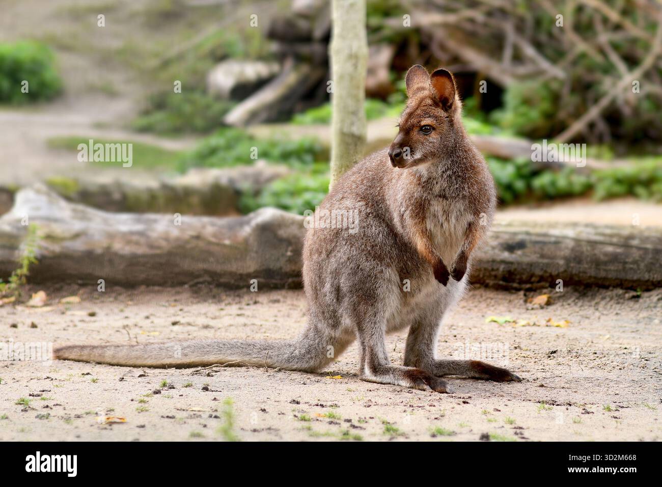 Rothals Wallaby, australische Makropoden Beutelarten Stockfoto