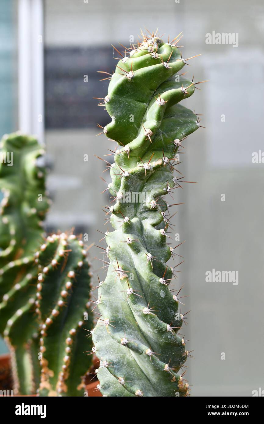 Cereus cereus jamacaru -Fotos und -Bildmaterial in hoher Auflsung  Alamy