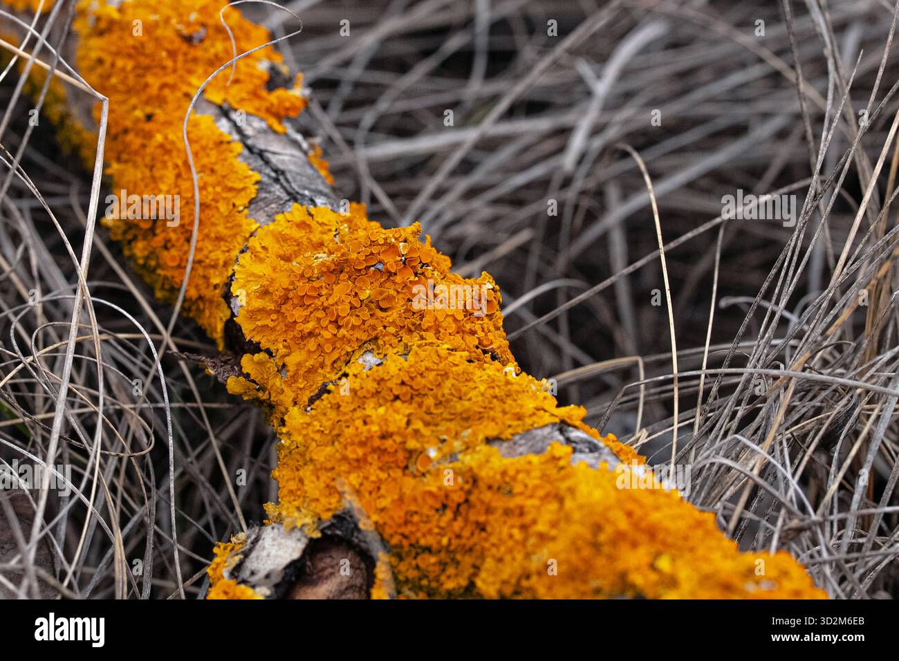 Haufen von tieforange Flechten bedeckten einen Ast, der im Gras lag Stockfoto