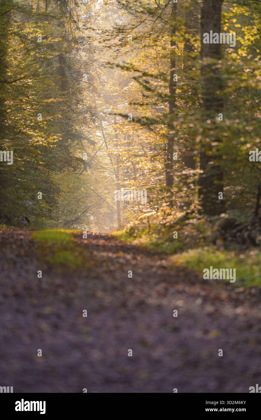 Ein ruhiger Waldweg mit goldenen Lichtstrahlen durch die Herbstbäume, Nagold, Schwarzwald, Deutschland Stockfoto