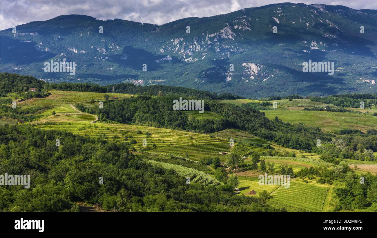 Panorama der grünen Weinberge und Hügel im Vipava-Tal, Slowenien, Slowenien Stockfoto