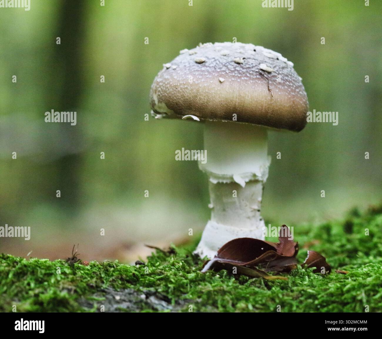 Nahaufnahme der giftigen Panthermütze oder des Amanita Pantherina Pilzes, der im Wald wächst. Natürlicher Hintergrund Stockfoto