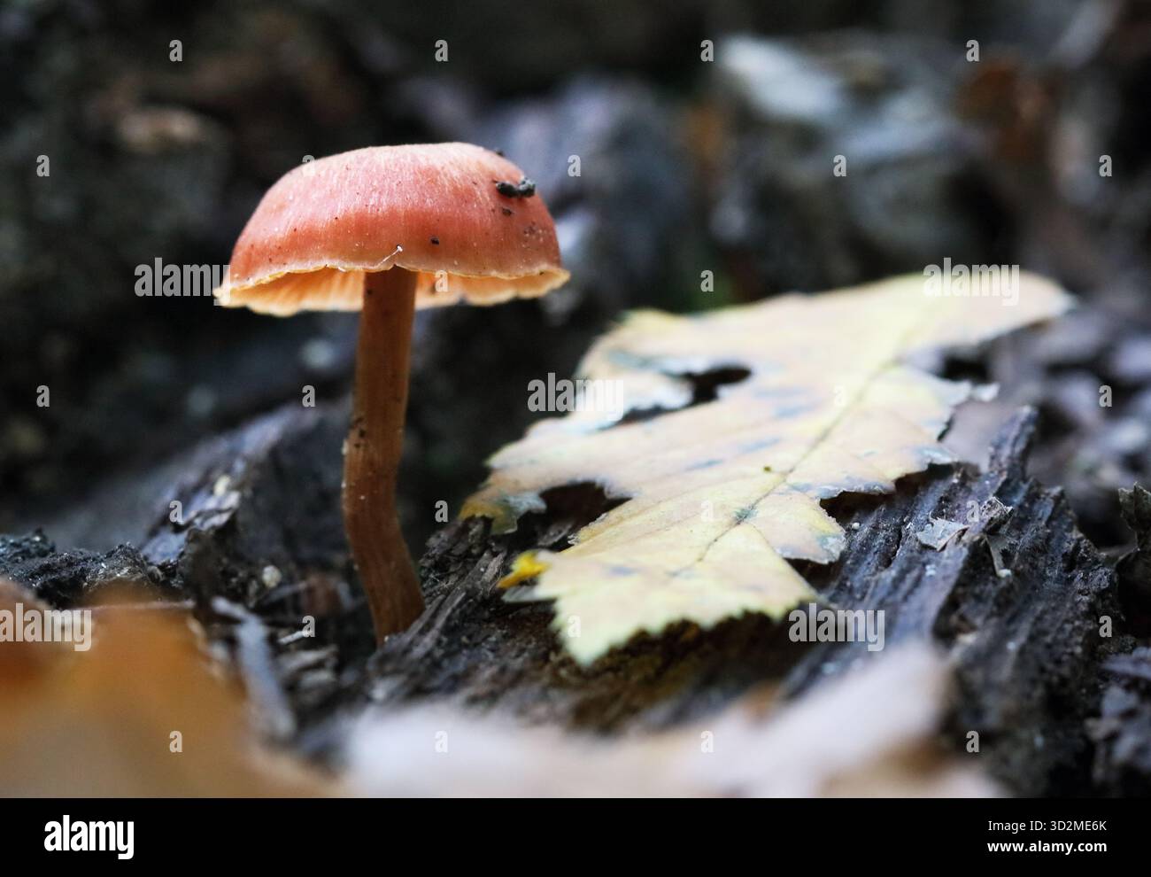 Nahaufnahme eines scheußlichen Zweigpilzes, auch Tubaria furfuracea genannt Stockfoto