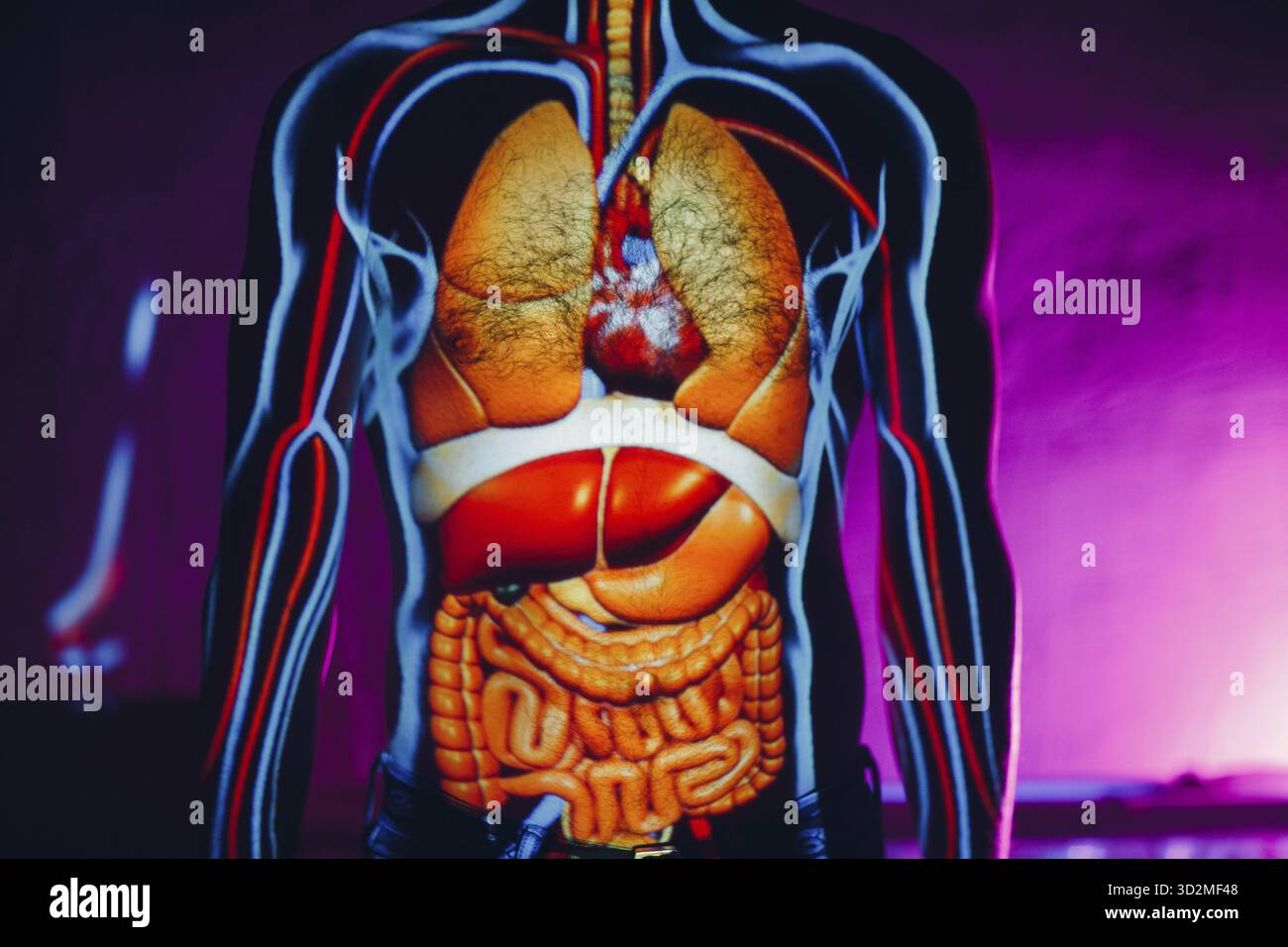 Menschliche Anatomie innere Organe am menschlichen Körper Stockfoto