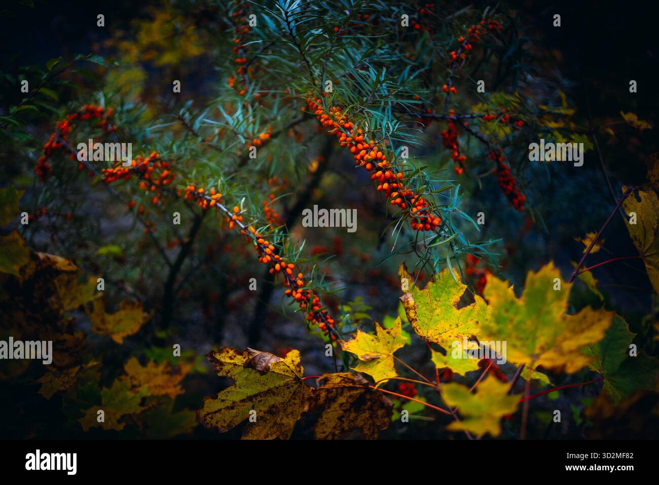 Nahaufnahme von Orangenbeeren auf Ästen mit Herbstlaub Stockfoto