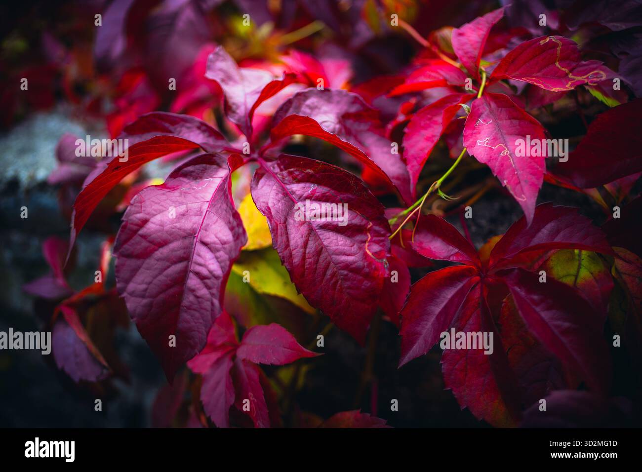 Nahaufnahme von Roten Herbstblättern auf einer Rebe in natürlichem Licht Stockfoto
