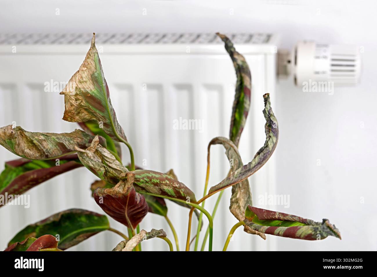 Calathea-Anlage im Innenbereich mit verwelkten Blttern vor dem Heizkrper,  trockene Heizluft im Winter beschdigt Pflanzen, Konzept fr richtige  Luftfeuchtigkeit und Belftung Stockfotografie - Alamy