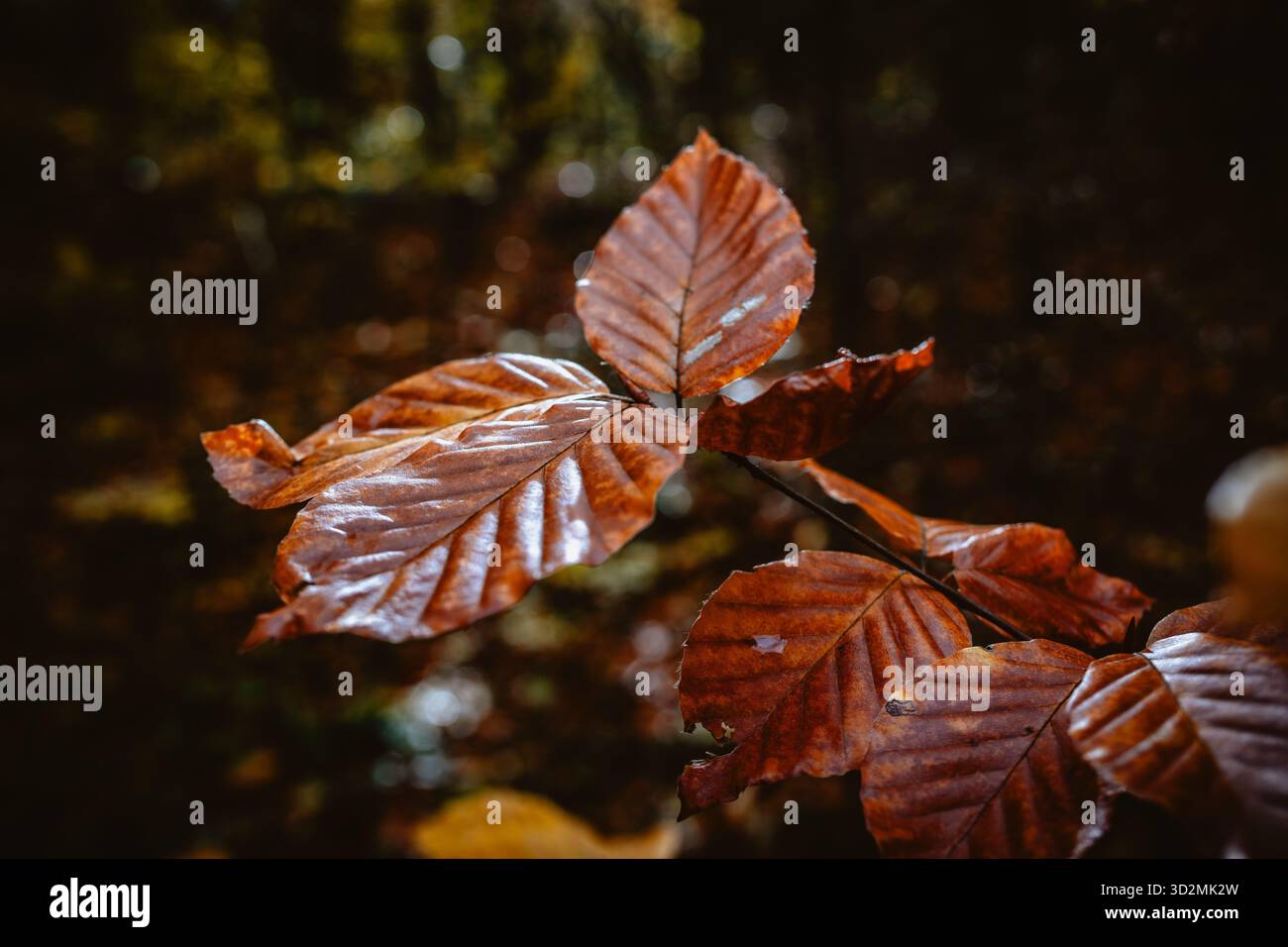 Nahaufnahme von braunen Herbstblättern auf einem Zweig in natürlichem Licht Stockfoto