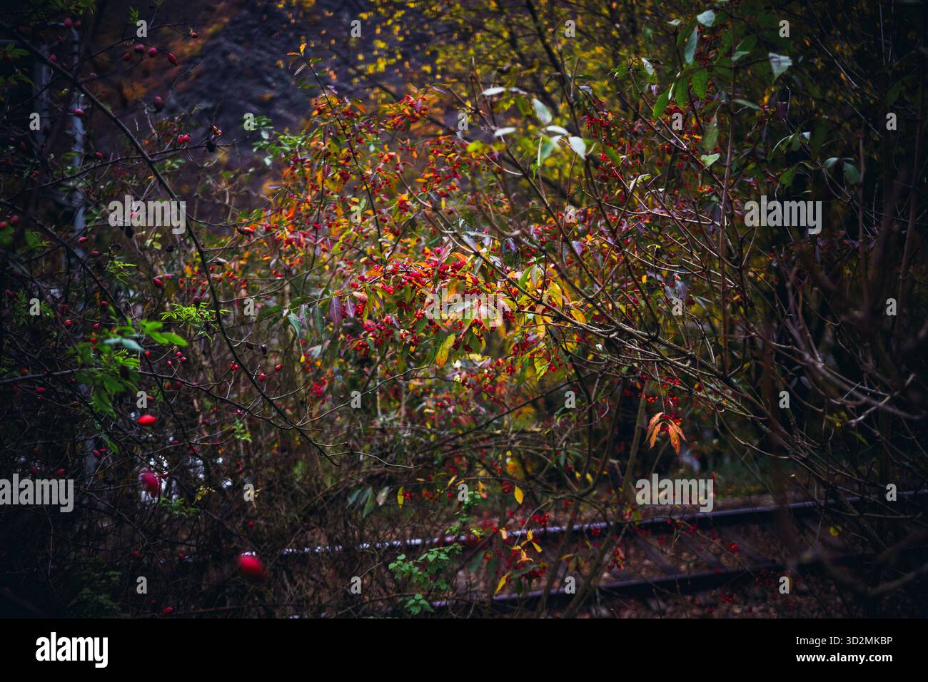 Dichte Herbststräucher mit roten Beeren in der Nähe von Eisenbahngleisen Stockfoto