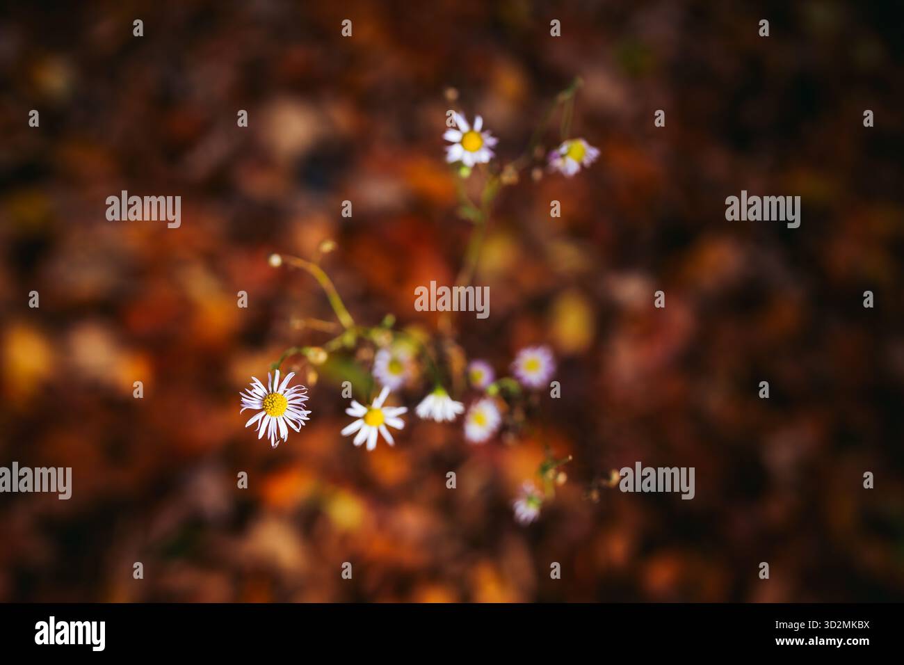 Nahaufnahme farbenfroher Herbstblätter mit geringer Tiefe des Feldes Stockfoto