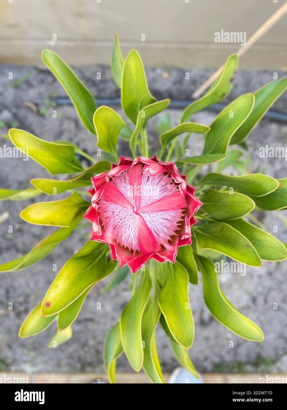 King Protea eröffnet in Bühnen, Südafrika - Smartphone-aufgenommenes Stockfoto