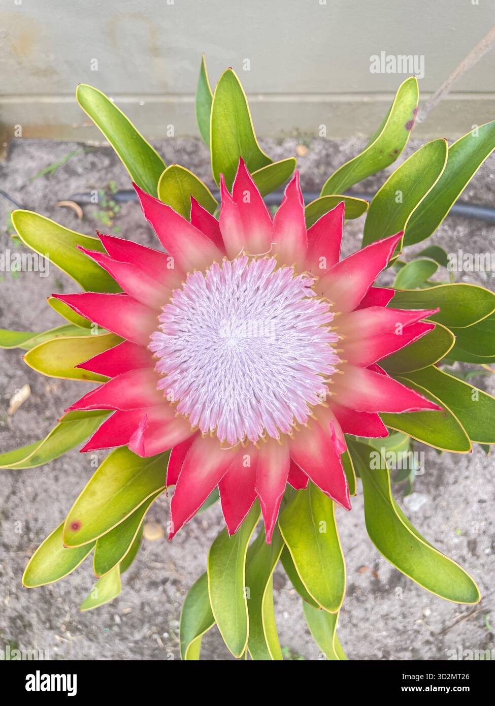 Krone des Kaps: Voll aufgeblühter König Protea, Südafrika - Smartphone-aufgenommenes Stockfoto