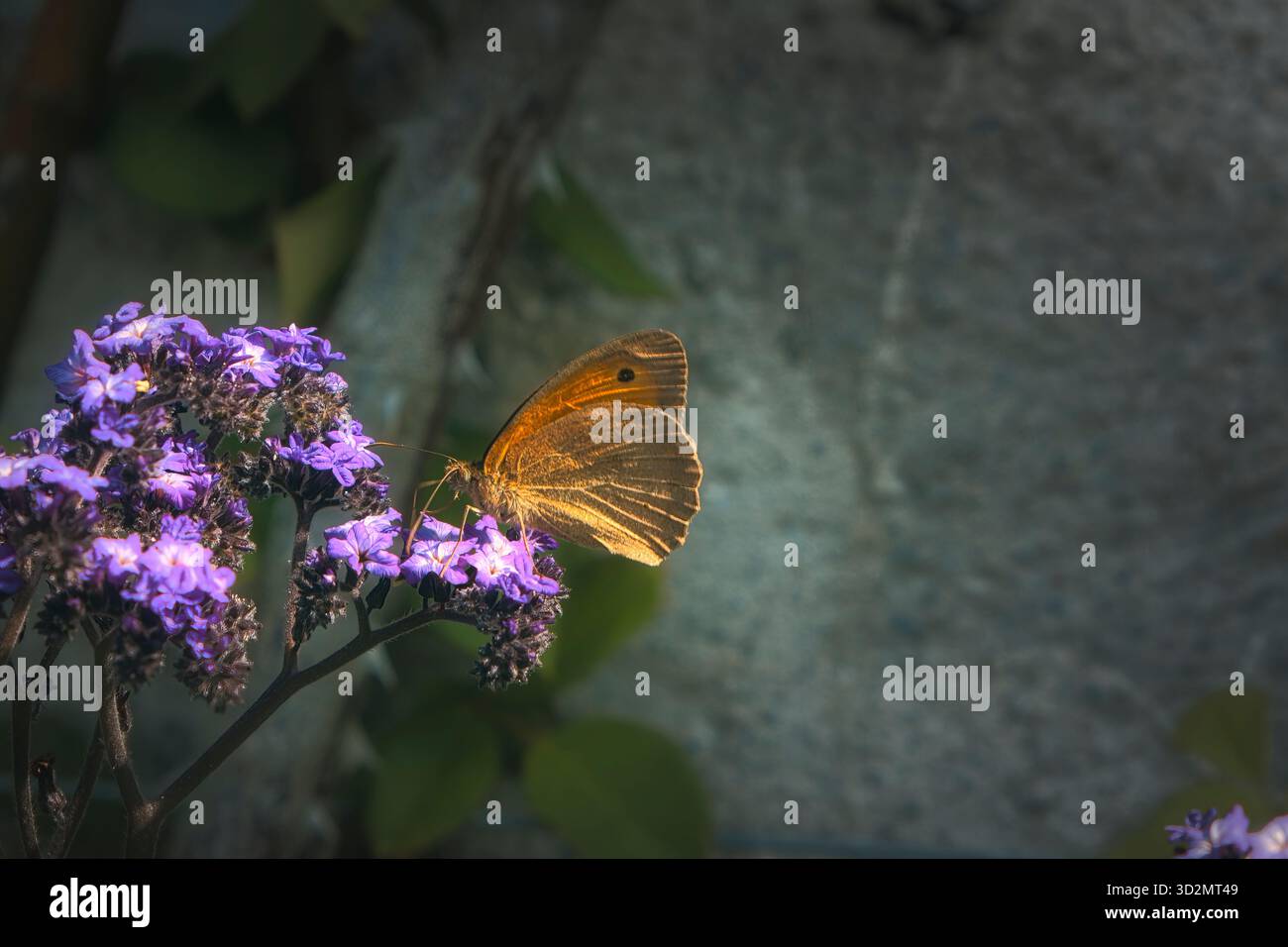 Ein brauner Schmetterling landet auf Blumen Stockfoto