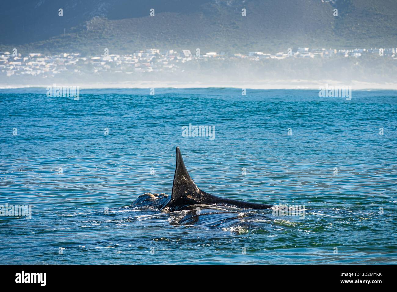 Wale in Hermanus Bay, Südafrika. Mutter mit Baby. Stockfoto