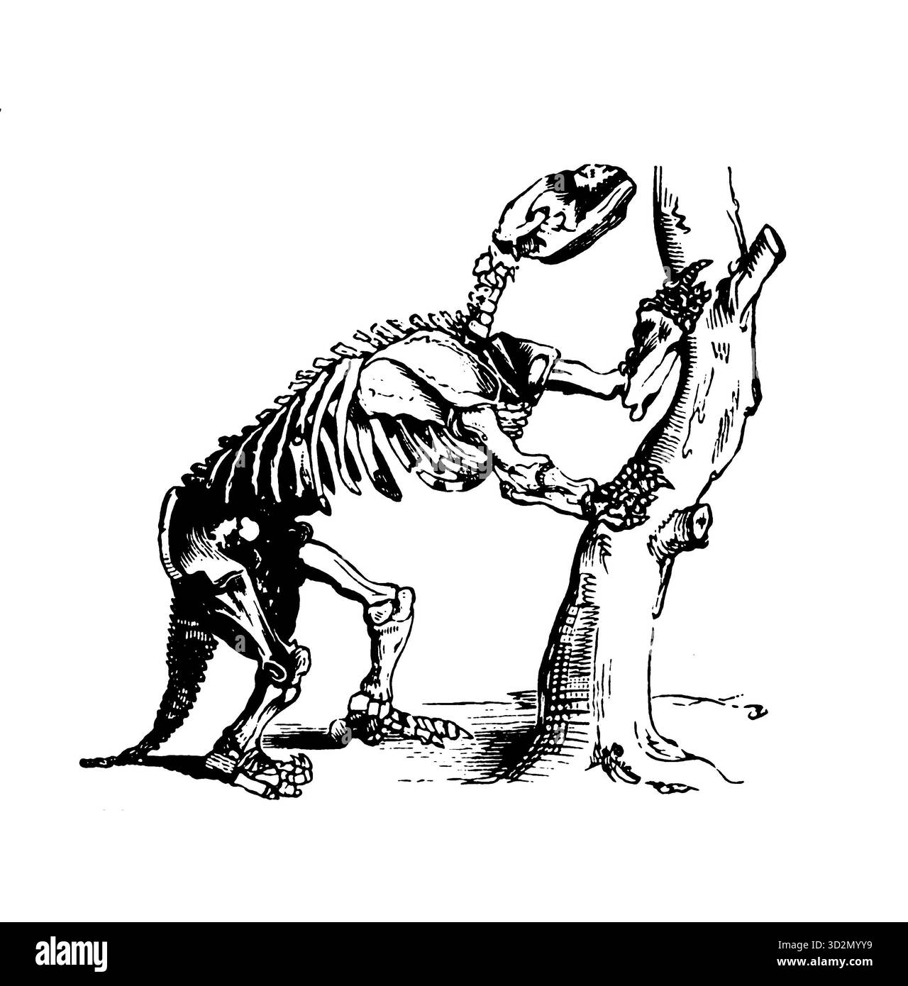Mylodon robustus, Patagonien. Eine Gravur des Mylodon-robustus-Skeletts aus Patagonien, die sich zur Stützung an einen Baum lehnt. Ein faszinierender Einblick in das prähistorische Leben und die paläontologische Vorstellungskraft des 19. Jahrhunderts. Stockfoto