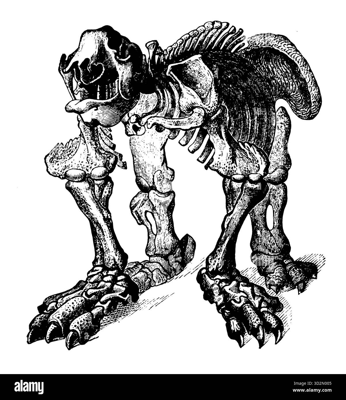 Ein Blick nach vorne auf das riesige und sich abzeichnende Megatherium-Skelett – ein ikonisches Bild prähistorischer Macht, das in der wissenschaftlichen Kunst des 19. Jahrhunderts erfasst wurde. Stockfoto