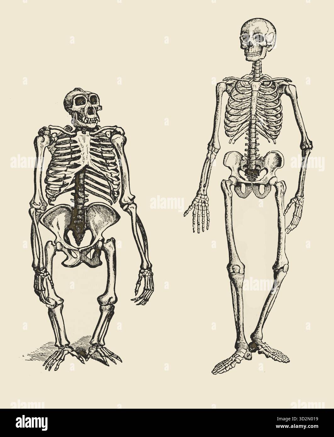 Vergleich von Gorilla und menschlichem Skelett.Gravur, die menschliche Skelette und Gorillaskelette nebeneinander vergleicht – eine bemerkenswerte Studie aus dem 19. Jahrhundert, die Anatomie, Evolution und die Ursprünge der Menschheit untersucht. Stockfoto