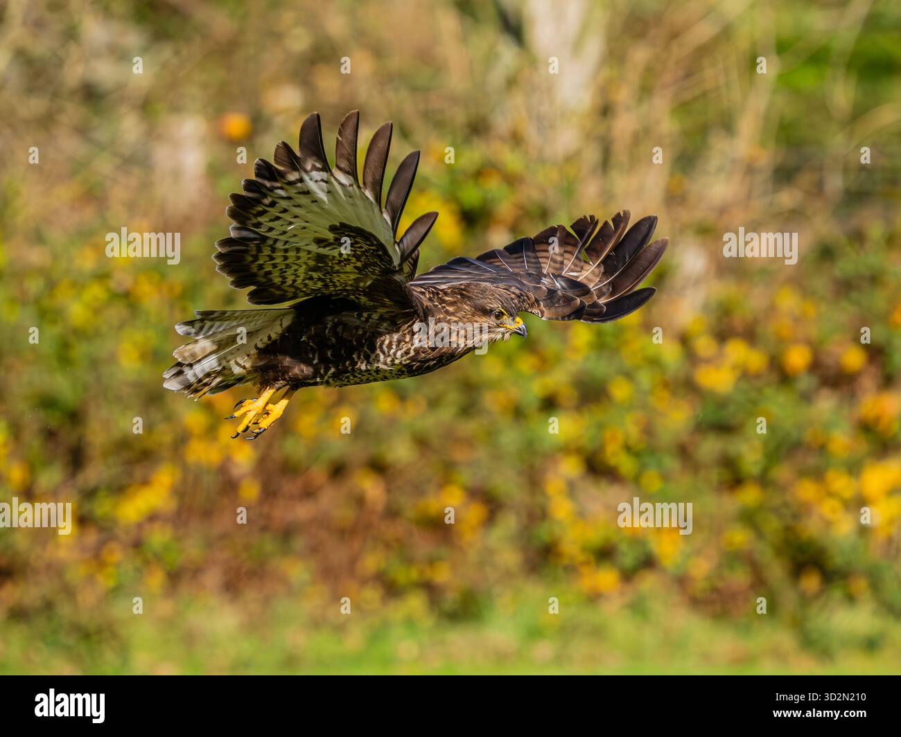 Bussard im Herbst in Mitte Wales Stockfoto