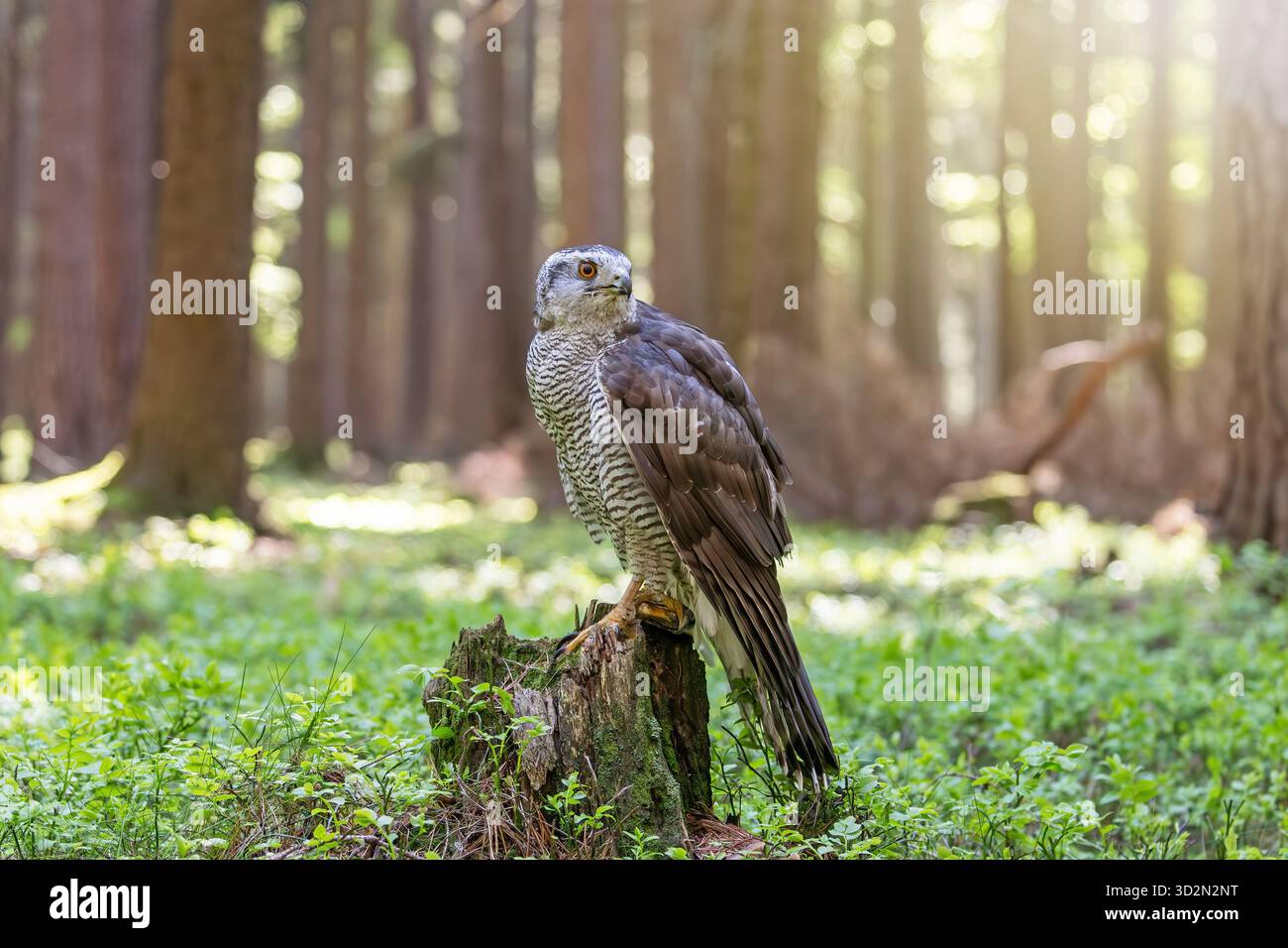 Hawk, der hinter sich blickt, sitzt auf einem Baumstamm im Wald. Horizontal. Stockfoto