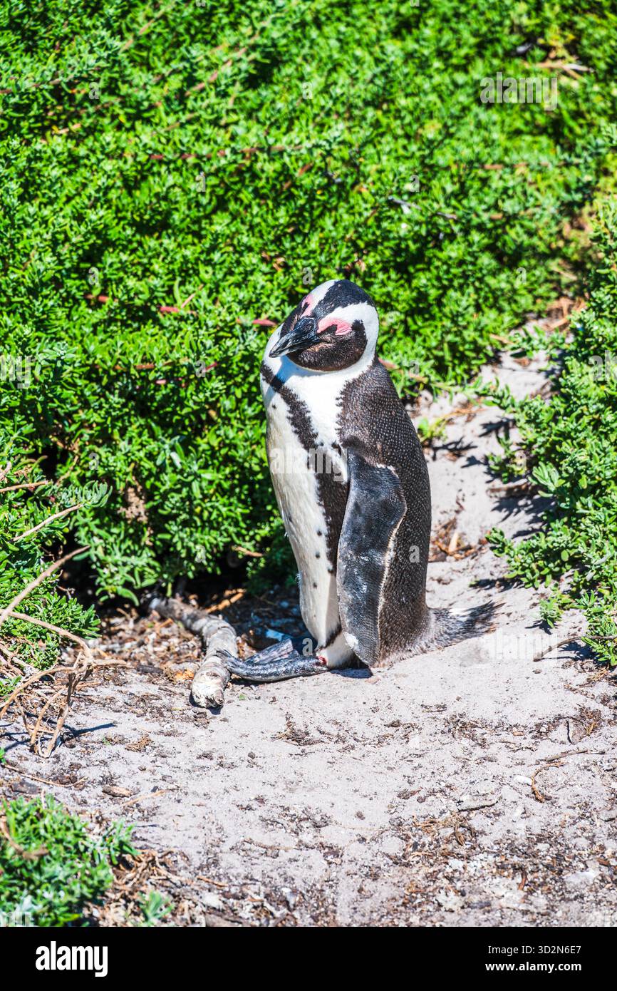 südafrikanische Pinguine am Boulders Beach, Kapstadt, Südafrika. Stockfoto