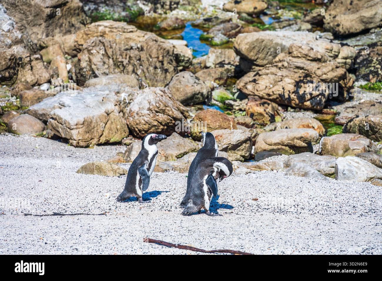 südafrikanische Pinguine am Boulders Beach, Kapstadt, Südafrika. Stockfoto