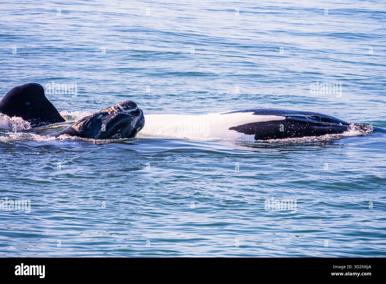 Wale in Hermanus Bay, Südafrika. Mutter mit Baby. Stockfoto