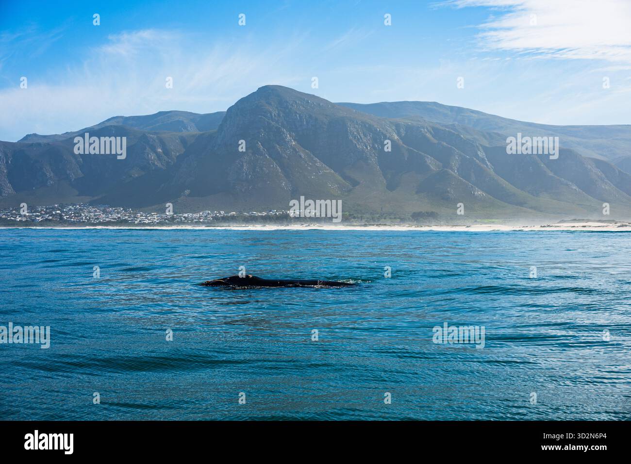 Wale in Hermanus Bay, Südafrika. Mutter mit Baby. Stockfoto